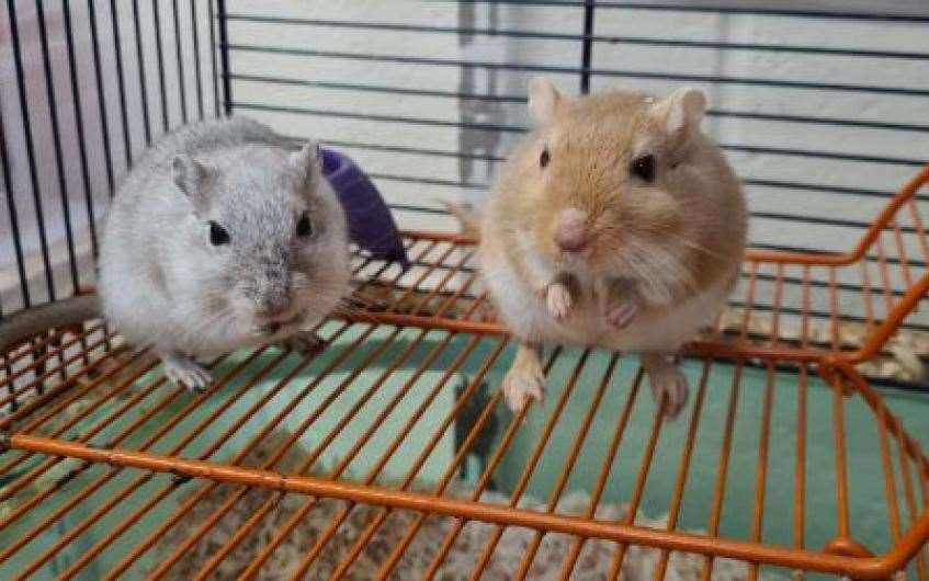 Toffee and Pepper would love to find a forever home for the new year.