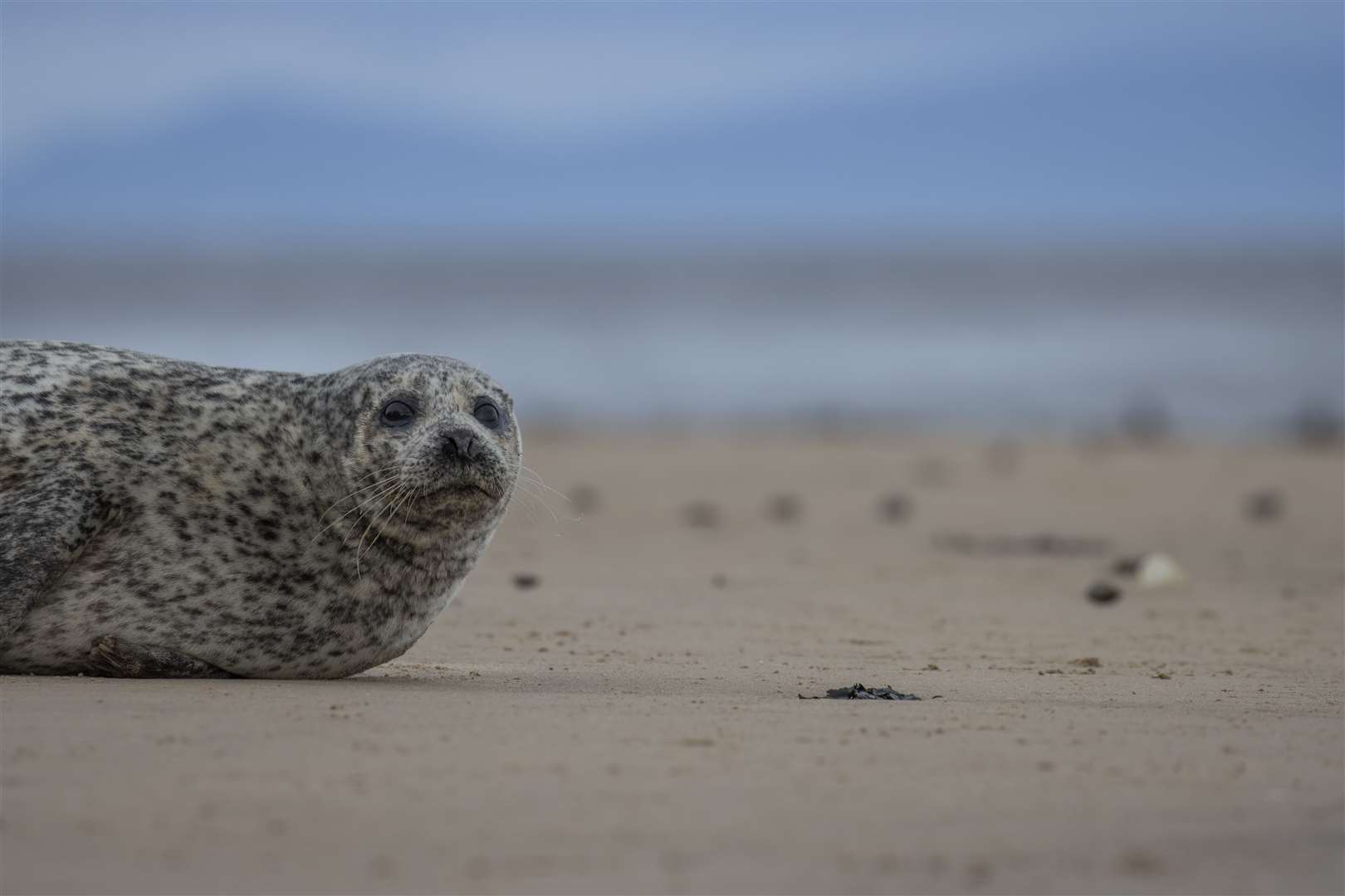Common Seal near Findhorn Bay. Picture: Adobe
