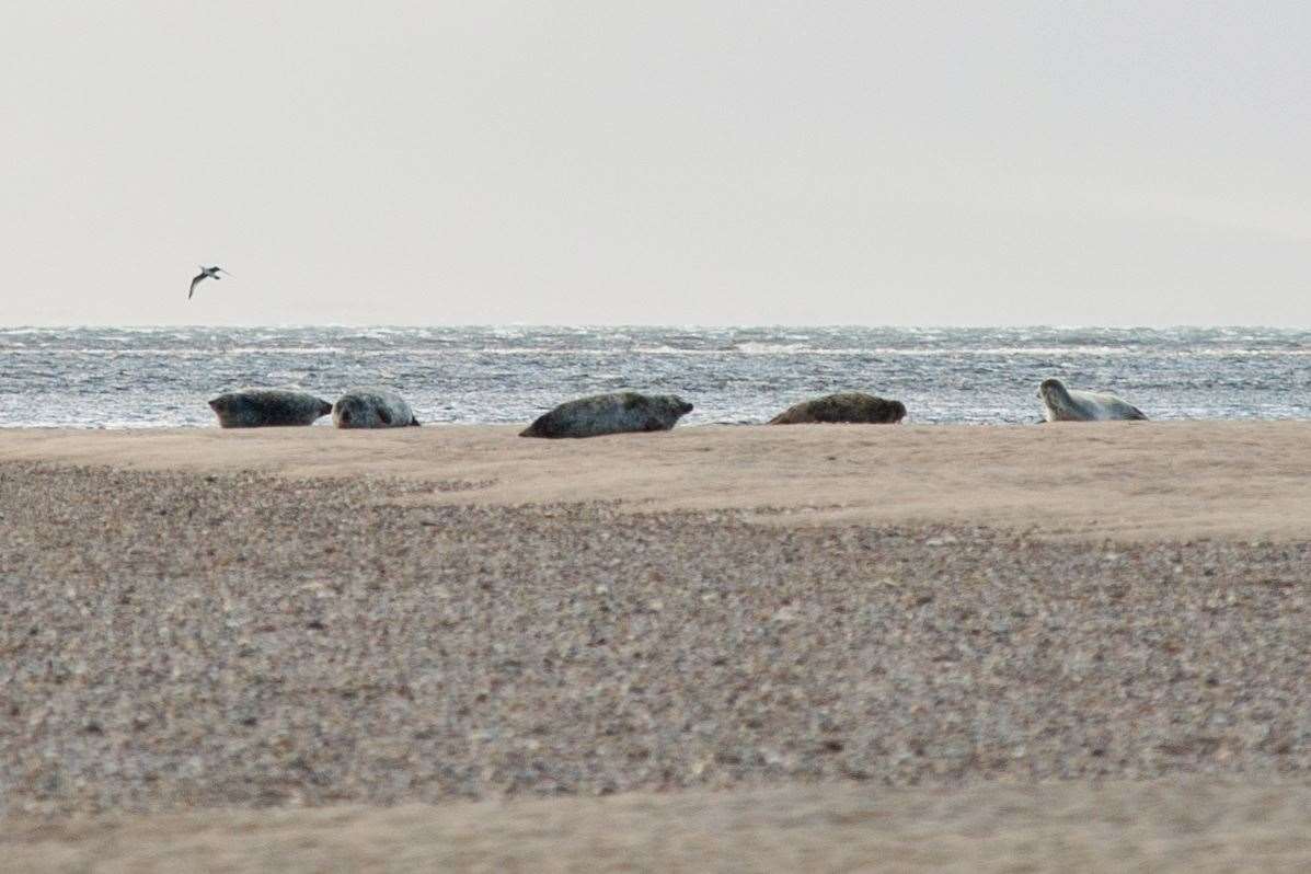 Seals gather during low tide at the mouth of the River Findhorn. Picture: Daniel Forsyth.