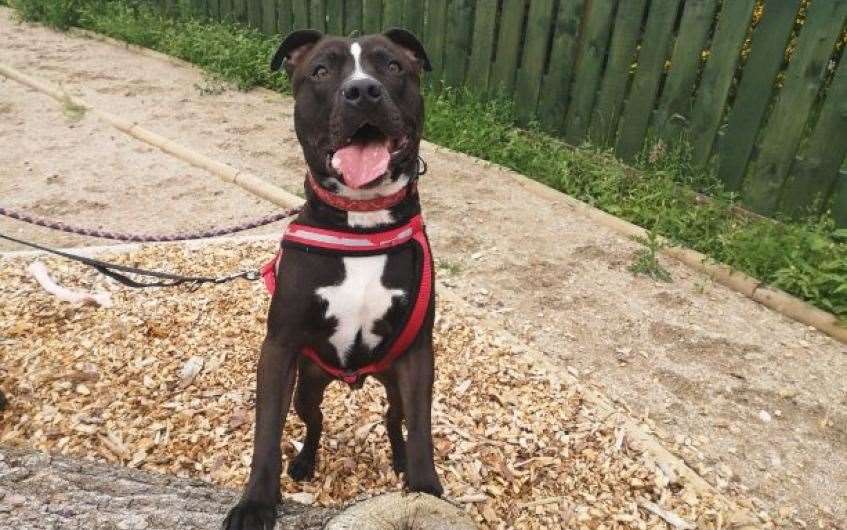 Max is ready to find his forever home after spending more than 200 days in a rescue centre.