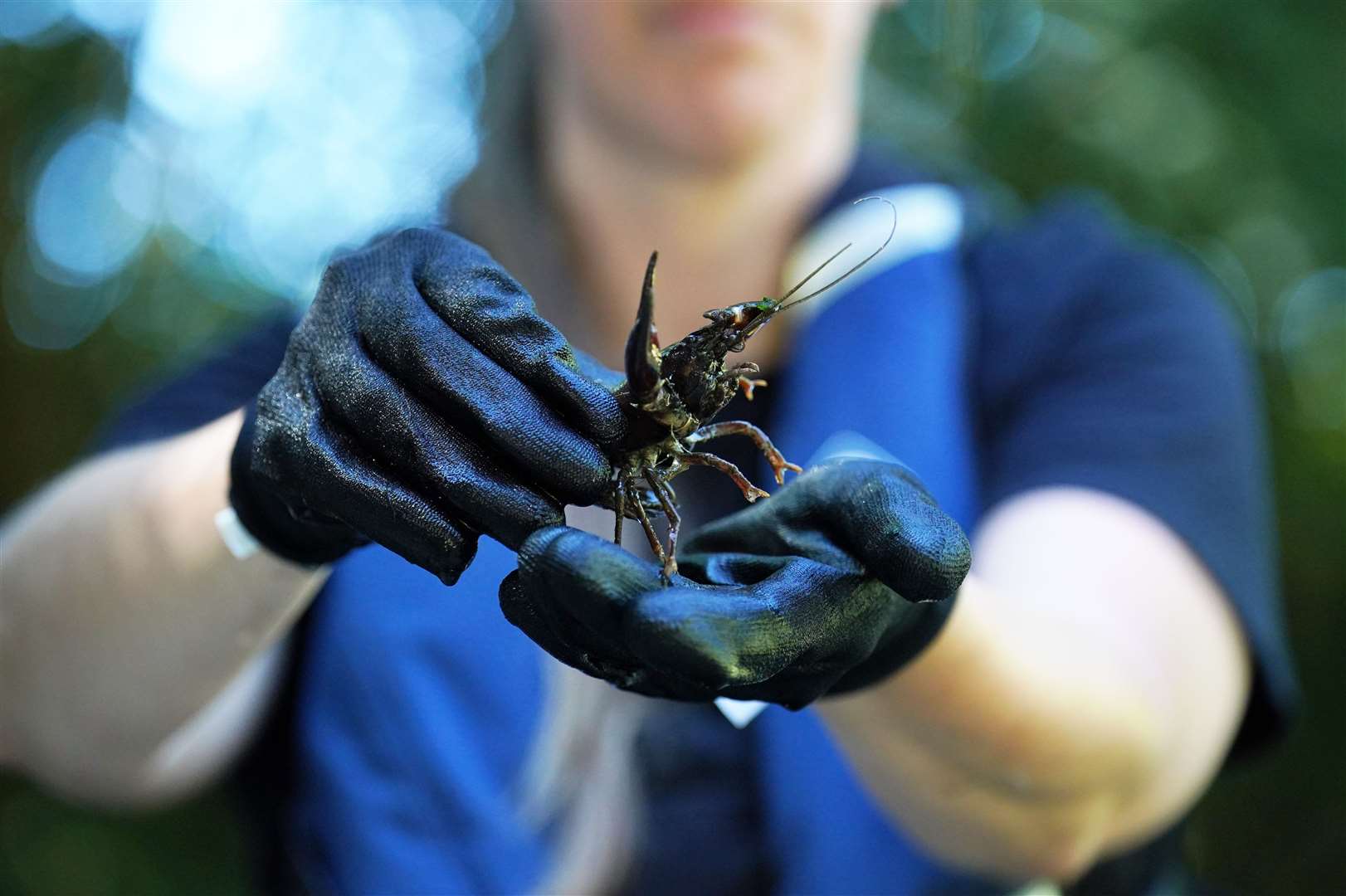 A signal crayfish was rescued from a drying pool of the River Mole (Jonathan Brady/PA)