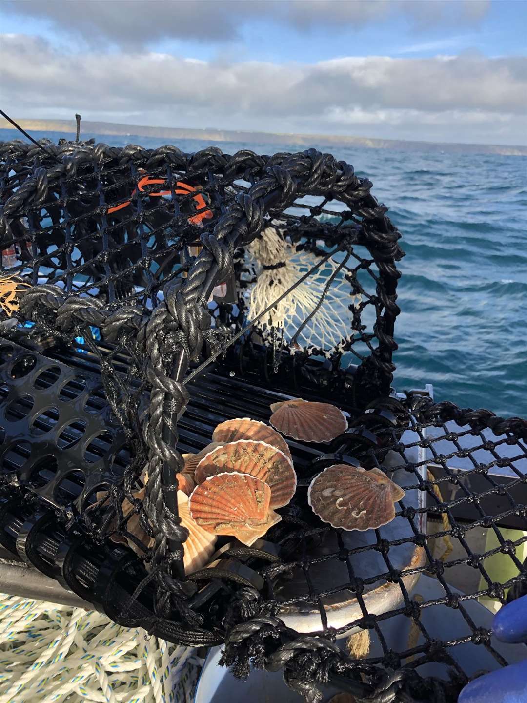 Scallops caught during the PotLight trials (Simon Hird/Fishtek Marine/PA)