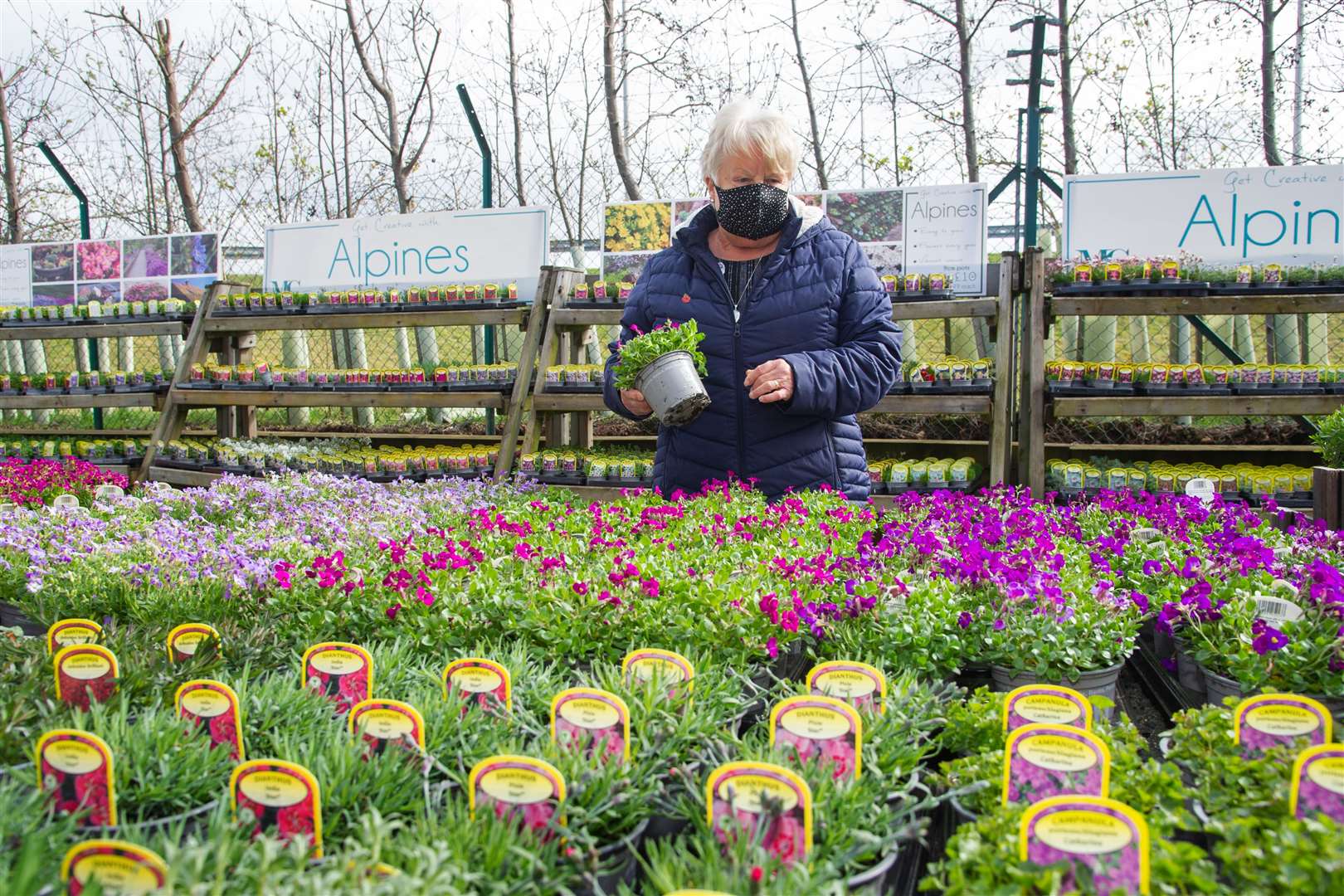 A customer taking her pick of the plants and flowers at Mackenzie & Cruickshank Garden Centre.