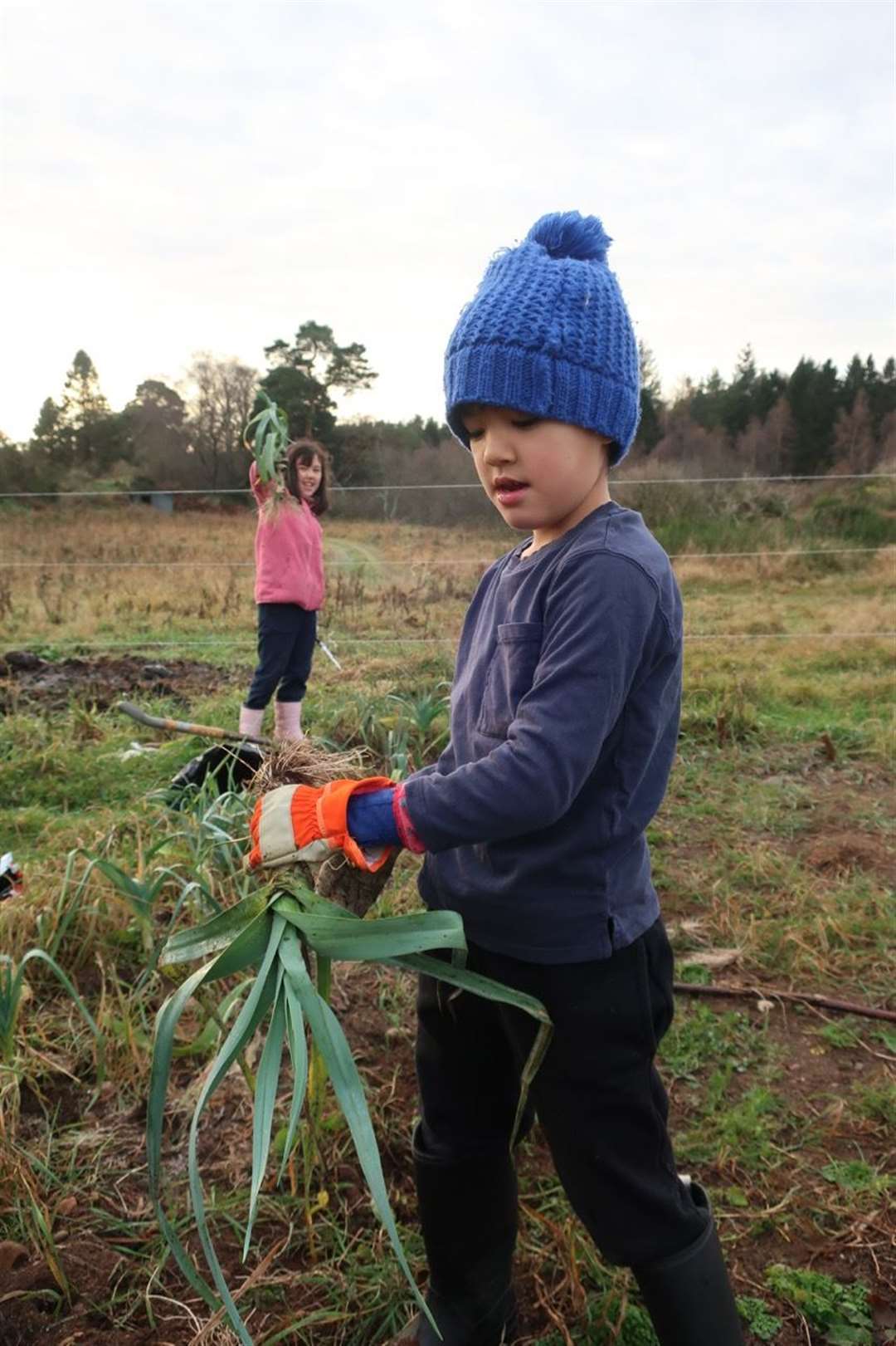 Young gardeners harvesting leeks.