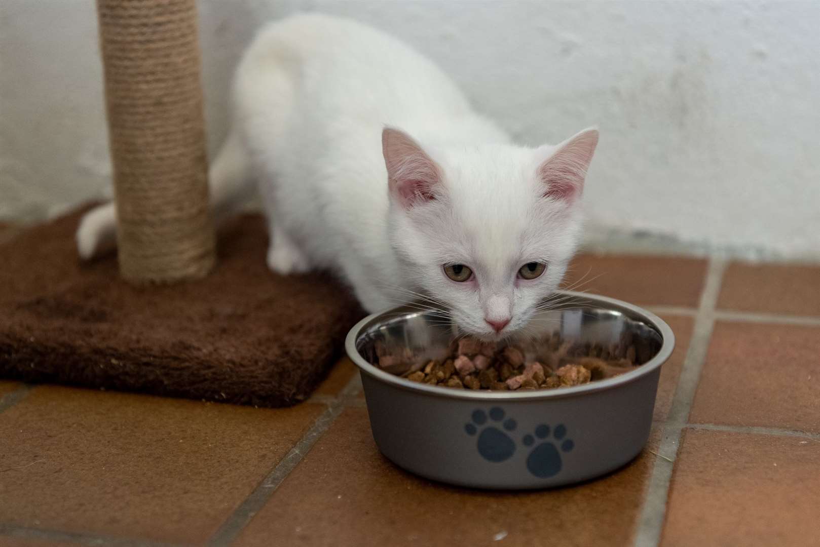 Donations of Felix or Whiskas kitten meat in jelly are particularly being sought by the Scottish SPCA. Picture: Scottish SPCAanimal