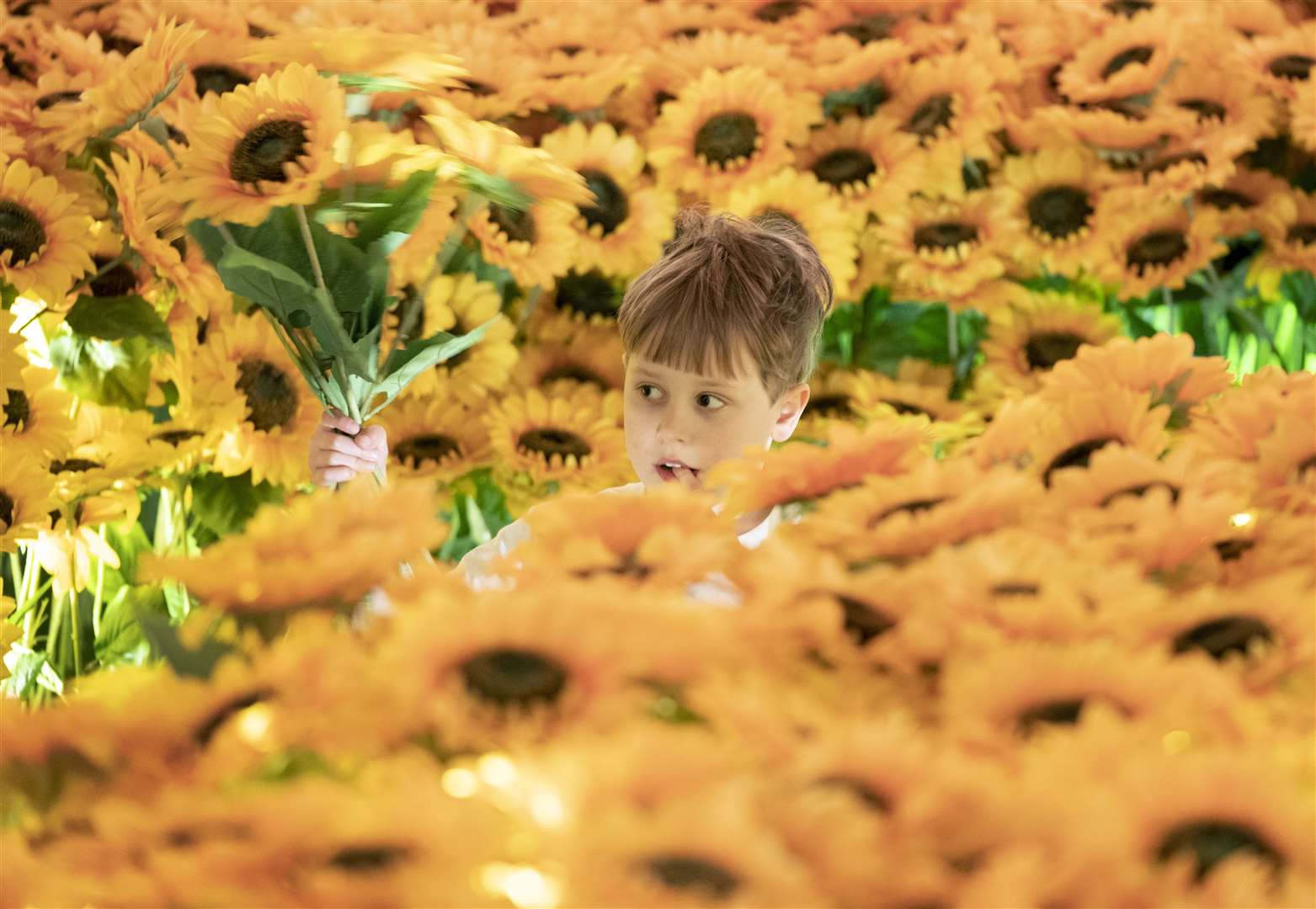 Five-year-old Lenny Boyd peeked out of the sunflowers at an immersive Van Gogh exhibition in Edinburgh in March (Jane Barlow)