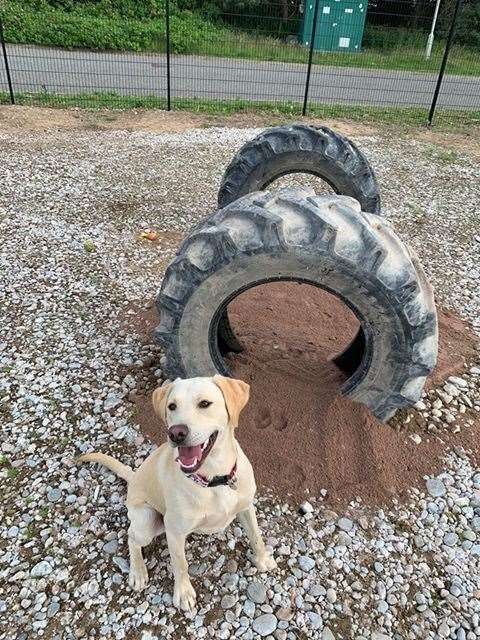 Alan the Golden Labrador all smiles on a tyre run.