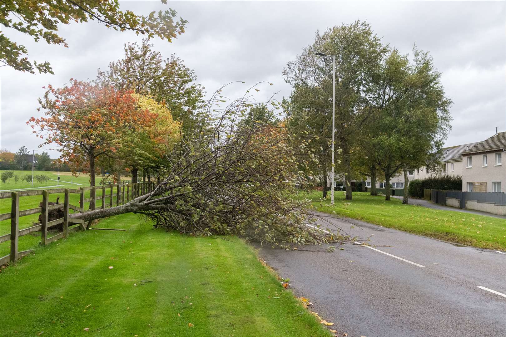The storm has blown down a tree on the Grantown Road in Forres. Picture: Beth Taylor.