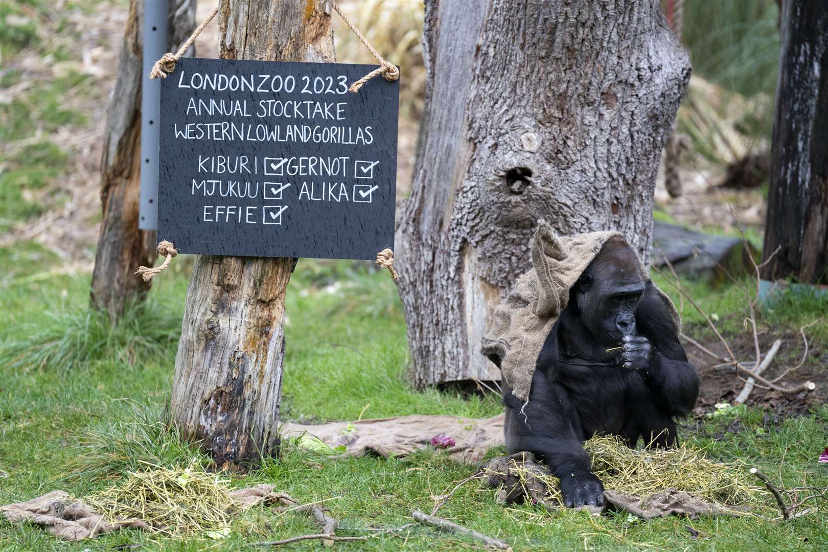 All present and correct… Mjukuu the western lowland gorilla is ticked off the list (Kirsty O’Connor/PA)