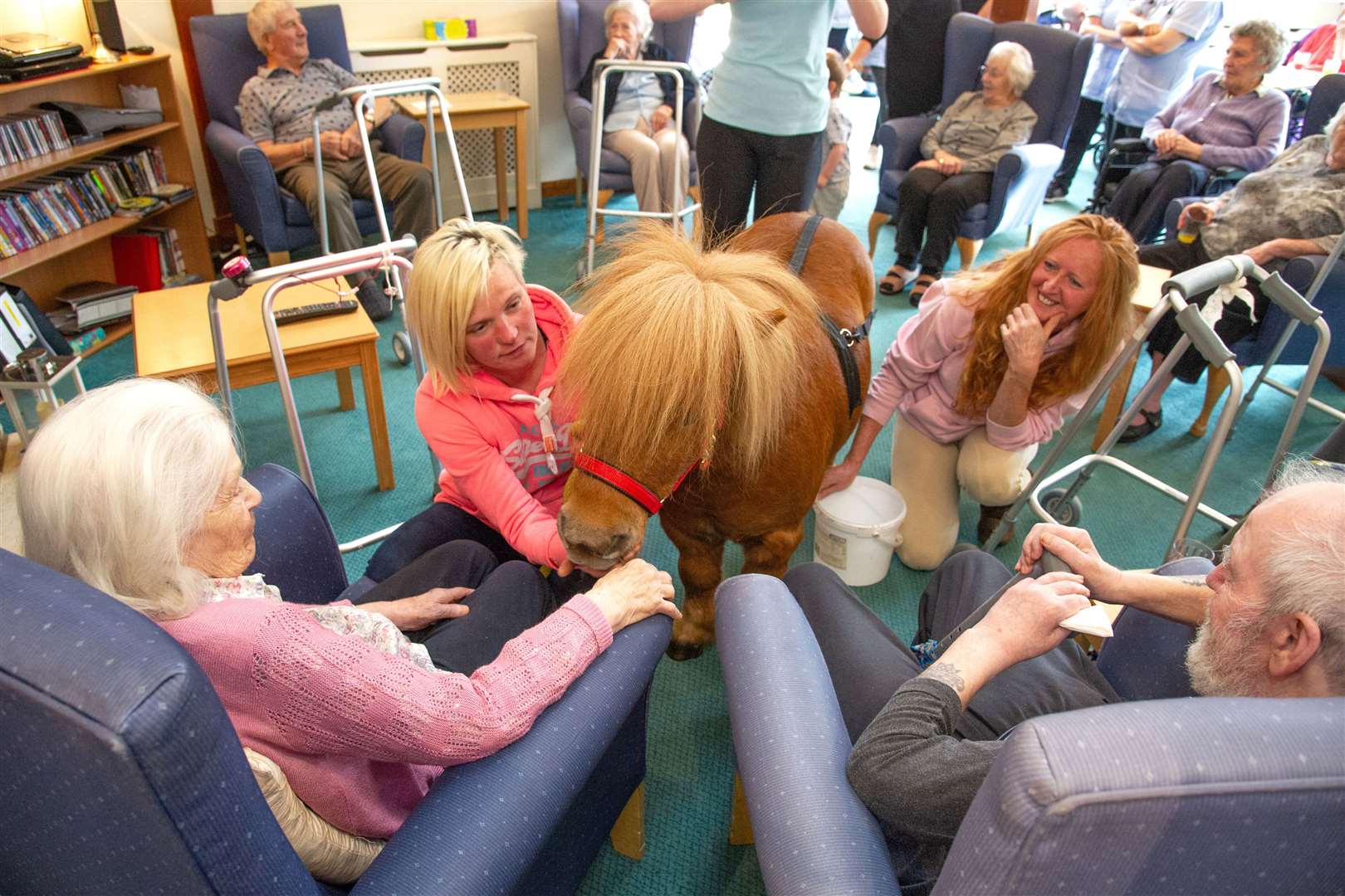 Edward, the Miniature Shetland pony visits the Meadowlark Care Home in Forres. Picture: Daniel Forsyth. Image No.043827.