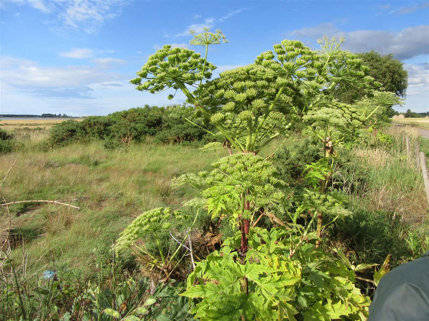 Flowering hogweed on the Moray Coastal Trail off Waterford Road.