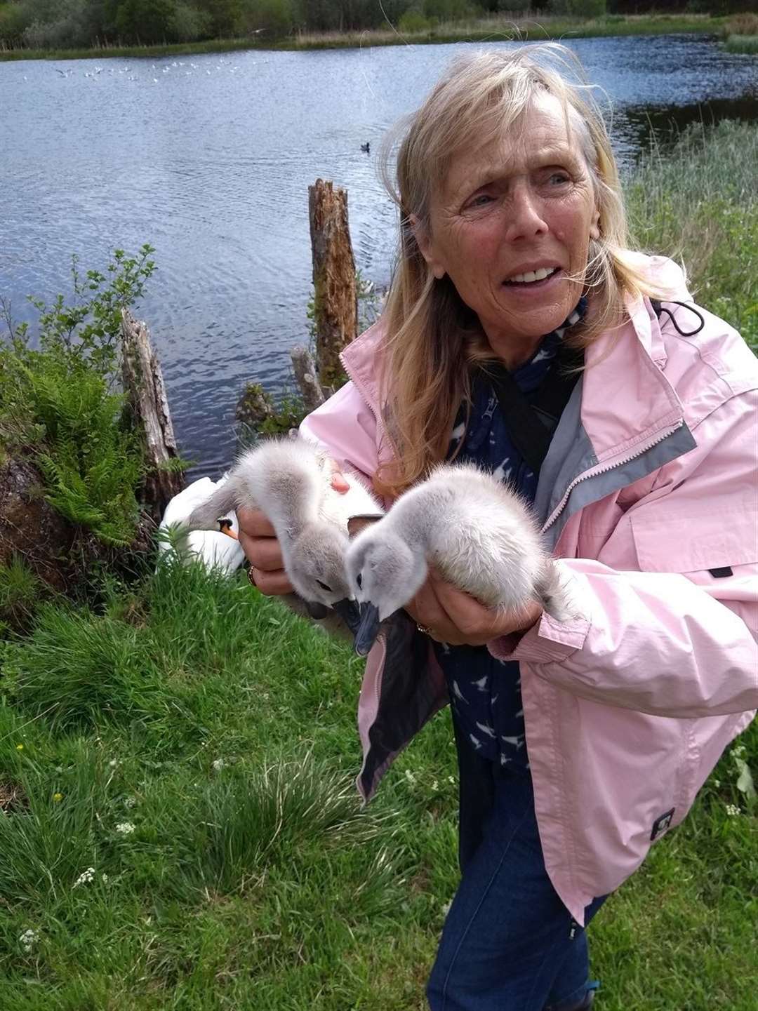 Celia carrying two of the cygnets to safety.