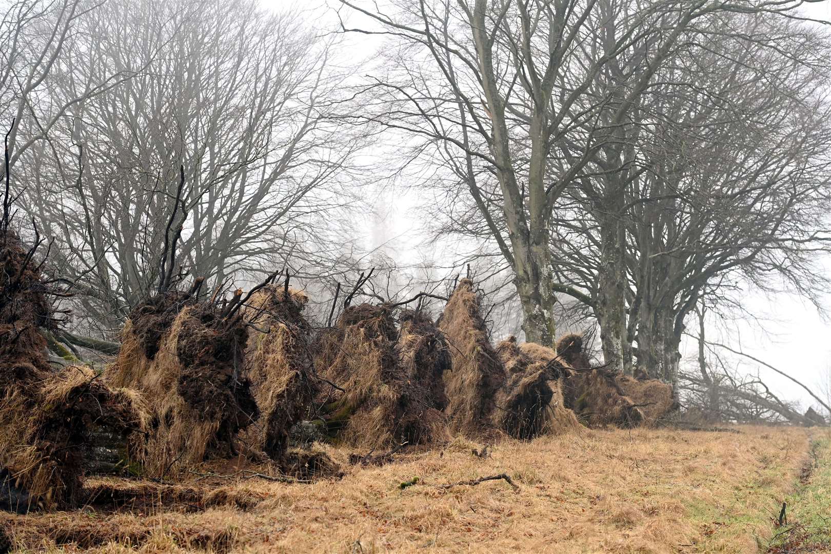 An estimated 16 million trees were uprooted in the storm (Kami Thomson/DCT Media/PA)