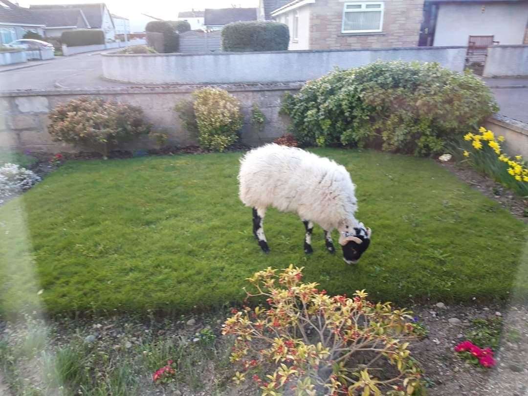 The sheep was helping cut the grass in this Forres front garden...
