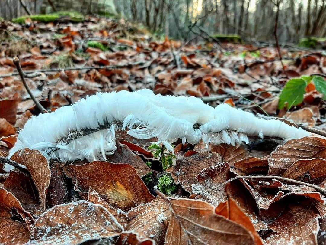 A picture submitted by Alan Fraser, from Lhanbryde, who found hair ice in the nearby Crooked Woods on Saturday.