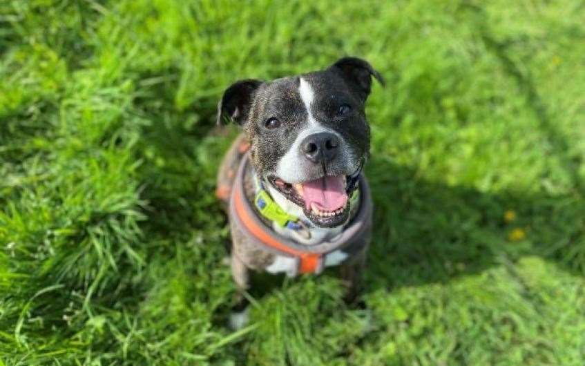 Can you help this mature gent find his forever home?