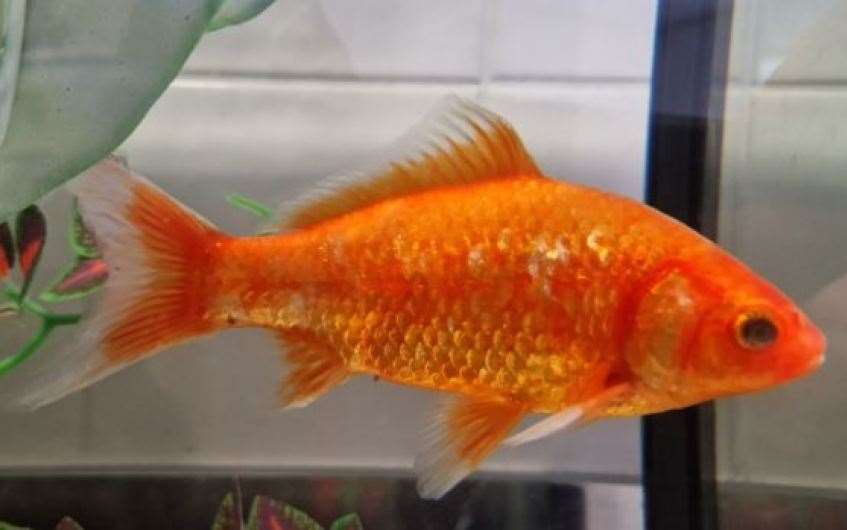 Frank the goldfish would love to find his forever home.