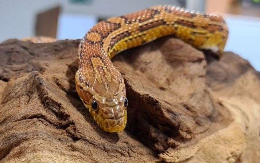 Sampson the corn snake would love to find his forever home.