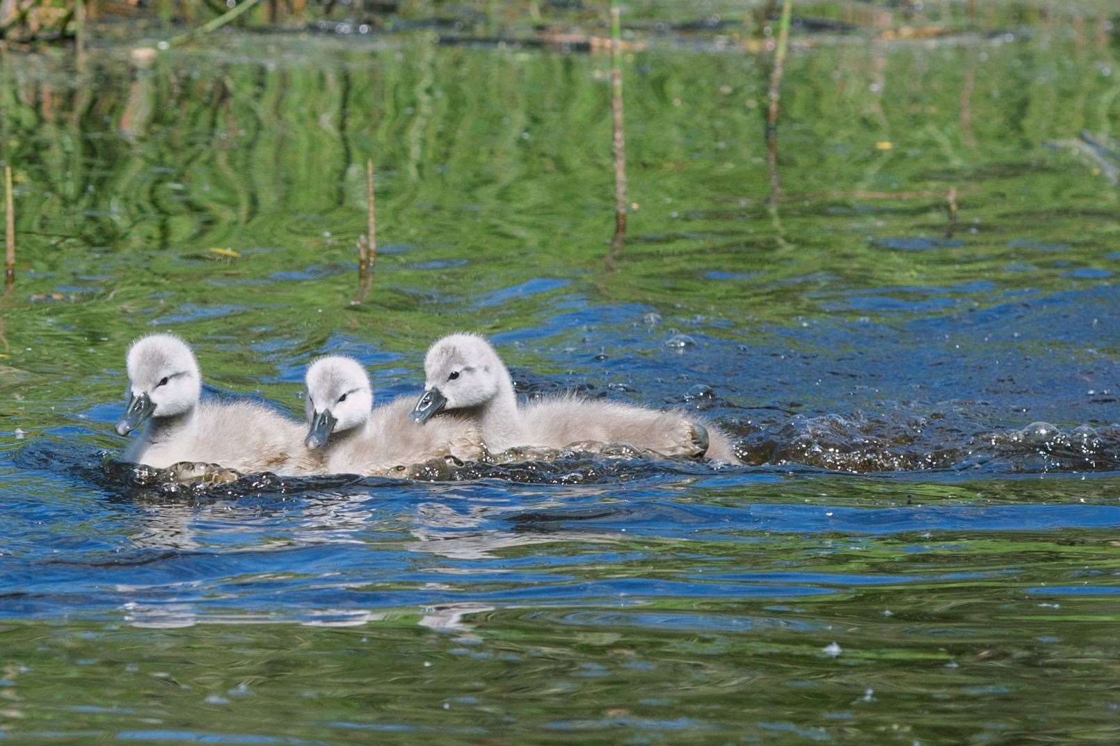 Three of the cygnets messing around on the pond.