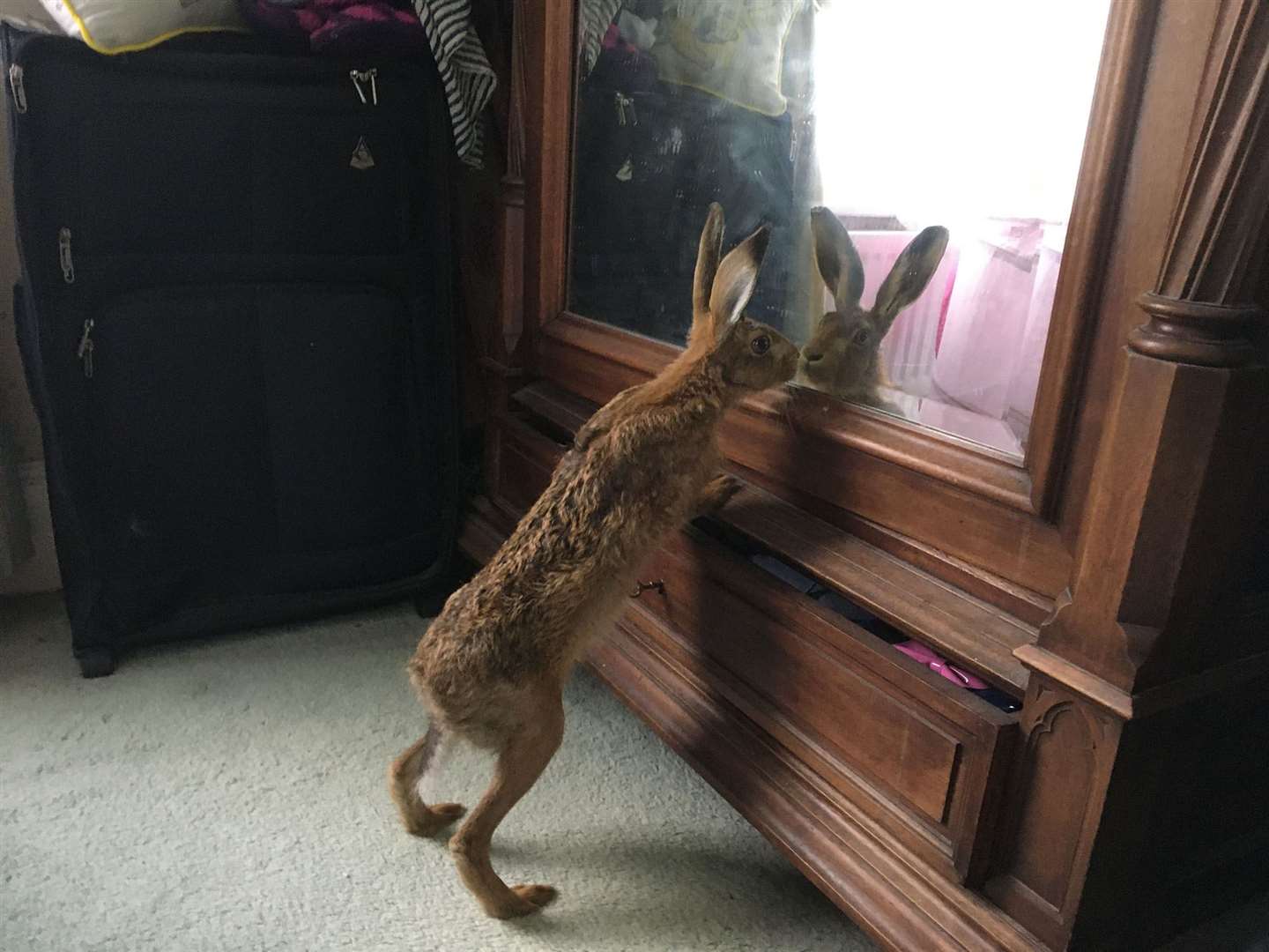 Clover inspected herself in the mirror during a recent venture into the house (Natasha Terry/PA)