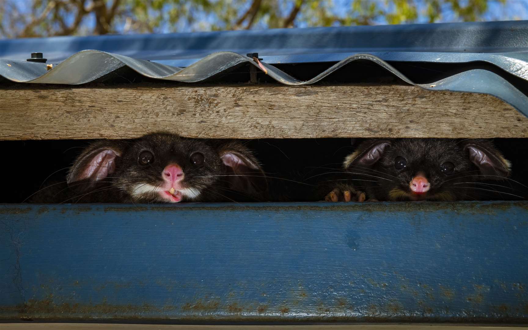 Peeking possums by Gary Meredith (Gary Meredith/Wildlife Photographer of the Year)