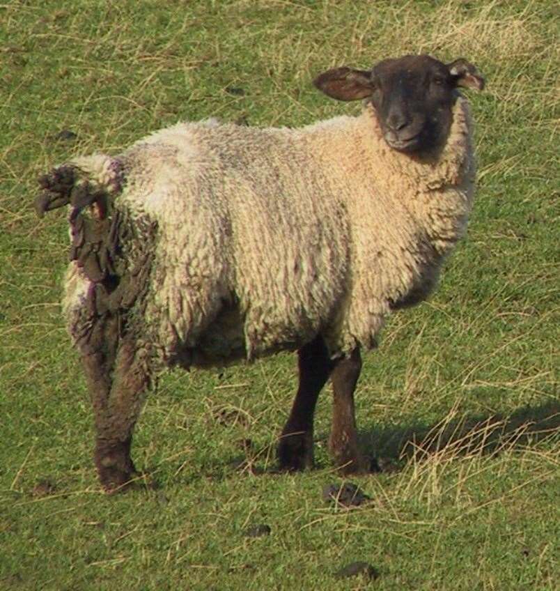 Nematode infestation can be fatal in young lambs