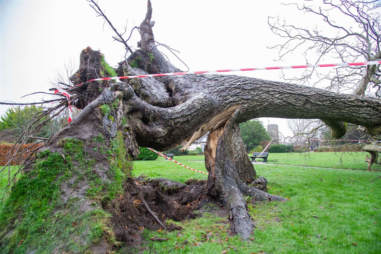 A walnut tree near Grant Lodge in Elgin was blown down by high winds during Storm Arwen. The tree was at least 300 years old, and possibly much older. Picture: Daniel Forsyth.