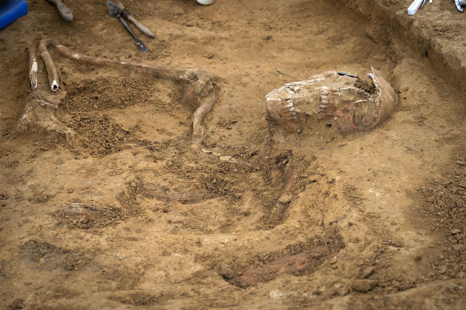 An articulated skull and arm discovered at Mont-Saint-Jean (Chris Van Houts/Waterloo Uncovered)