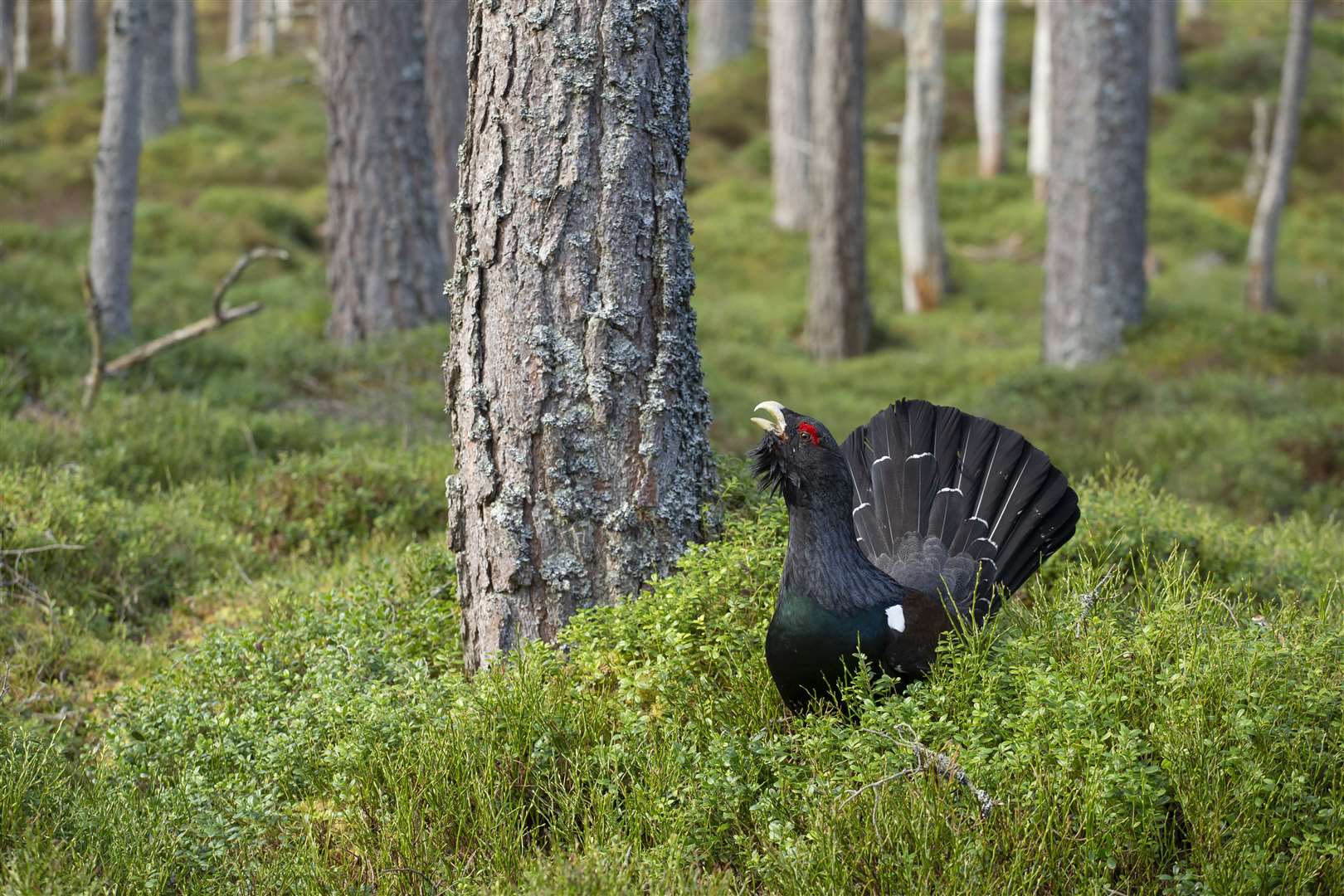 A Capercaillie in Cairngorms National Park. Picture: Mark Hamblin.