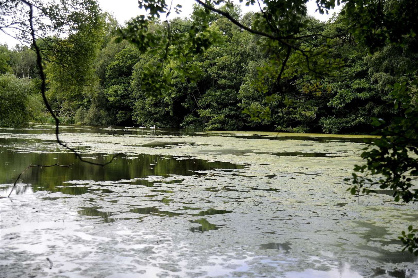 Brodie Castle’s ponds are thick with algae, which can cause issues for wildlife.