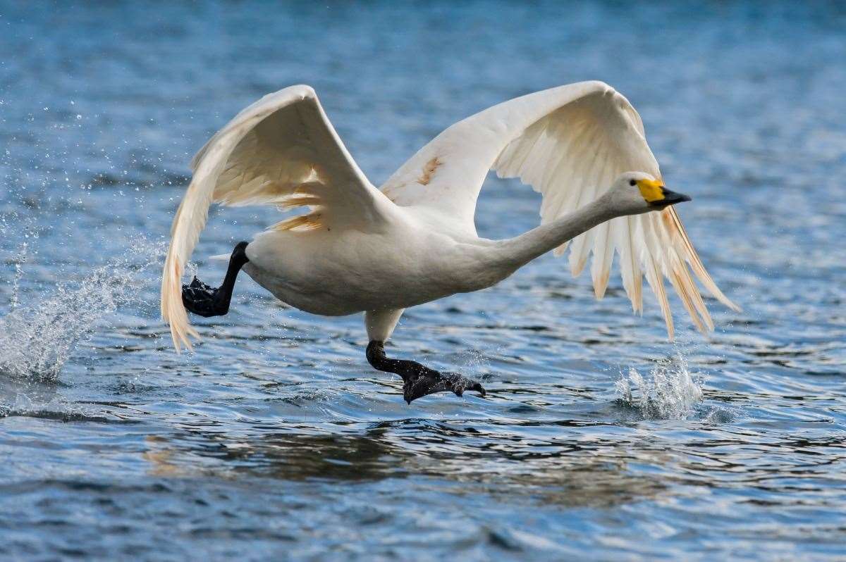 Whooper swans have long necks, black feet and black bills with large triangular yellow patches (WWT)