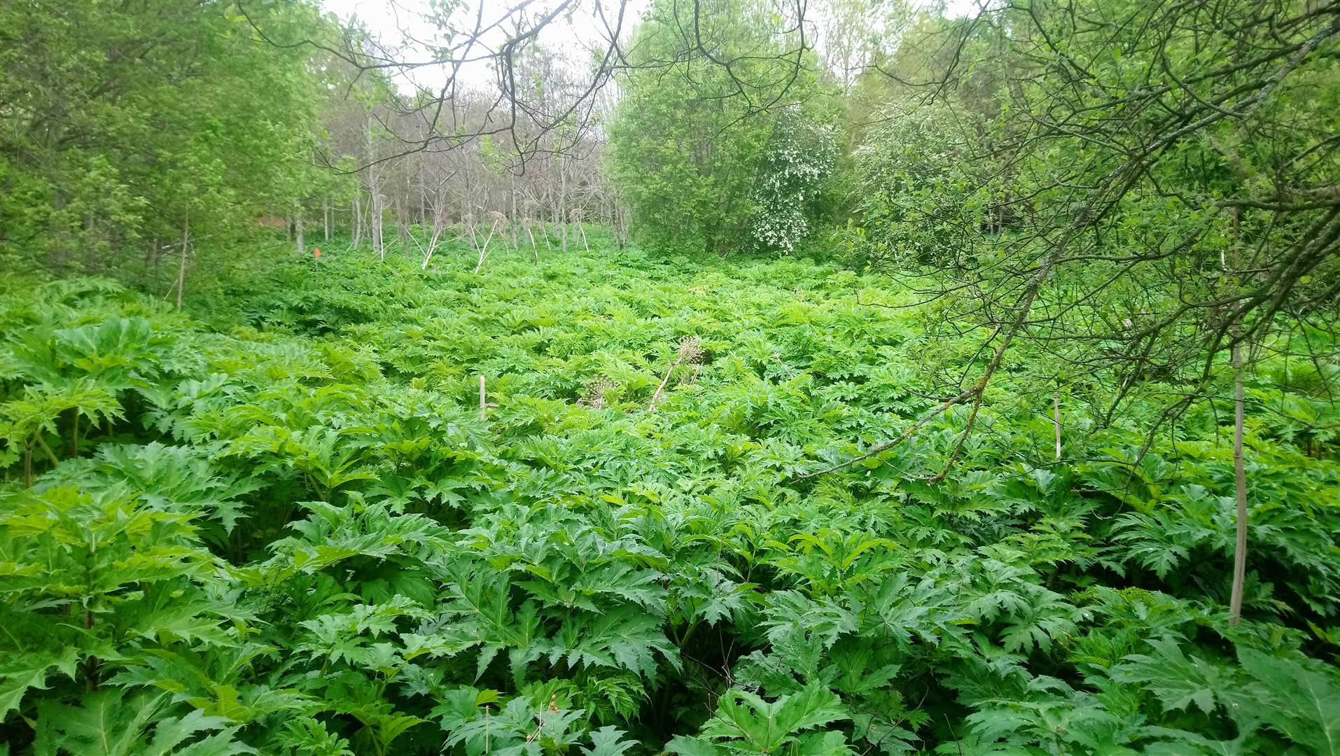 Land near Waterford Recycling Centre was choked with Giant Hogweed.