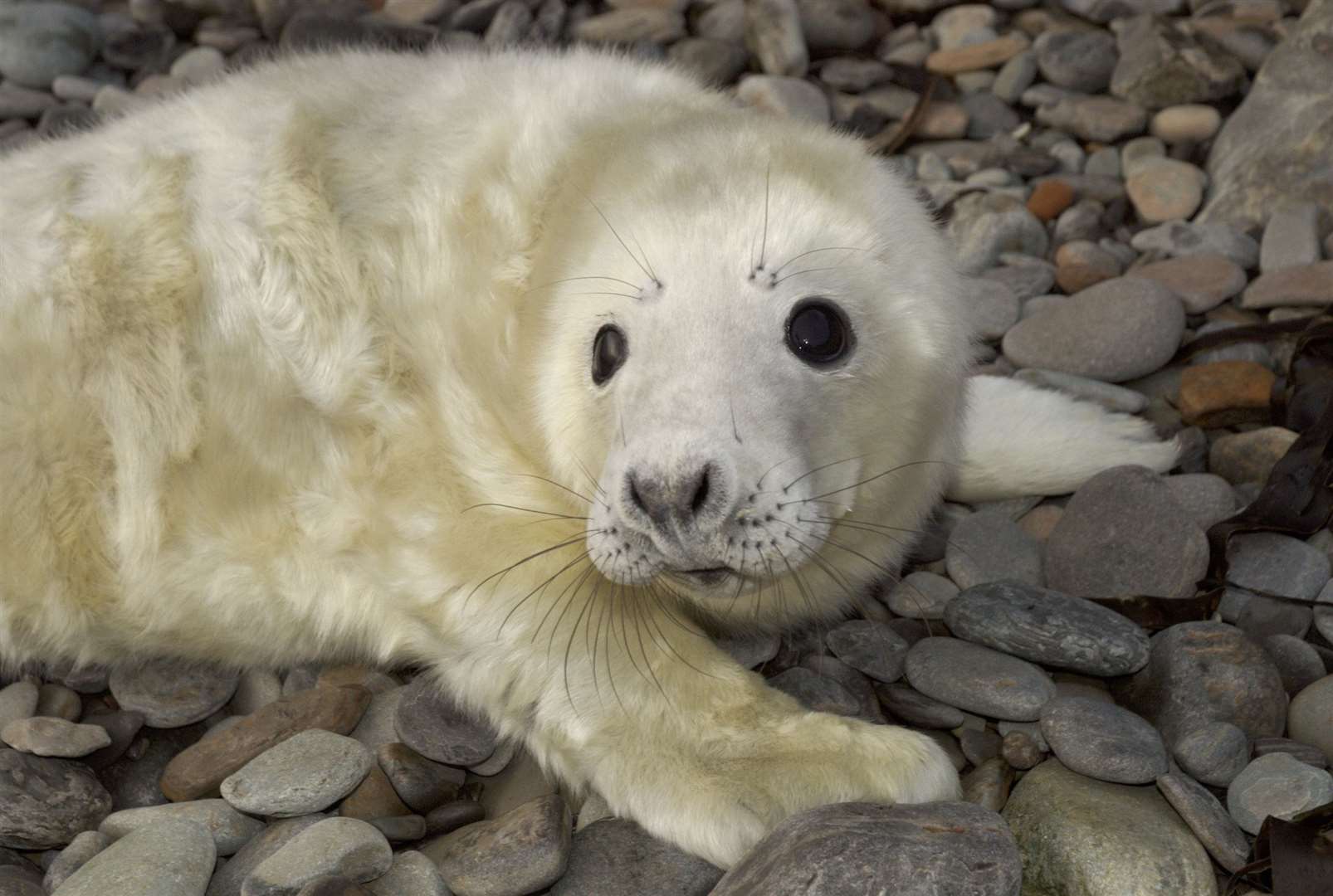 Seals are among the animals granted more protection under the new legislation.